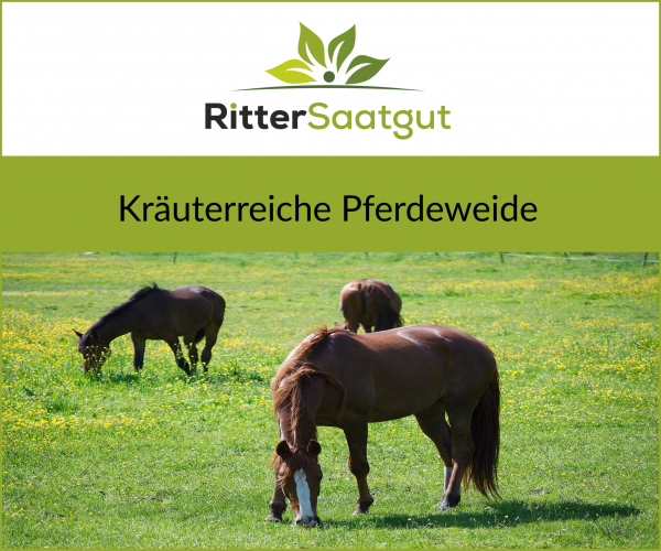 Kräuterreiche Pferdeweide