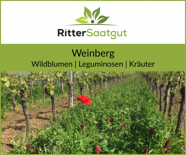 Weinberg | Wildblumen, Leguminosen und Kräuter