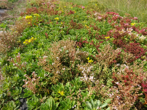 Sedumsprossen zur Dachbegrünung