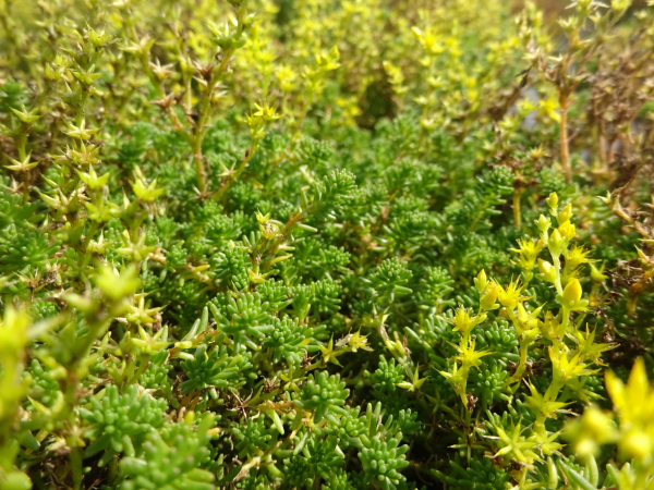 Sedumsprossen zur Dachbegrünung