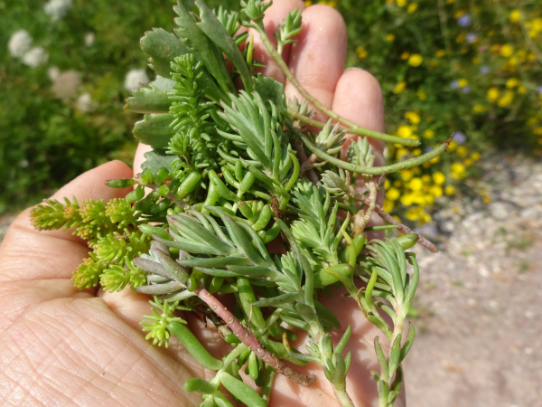 Sedumsprossen zur Dachbegrünung