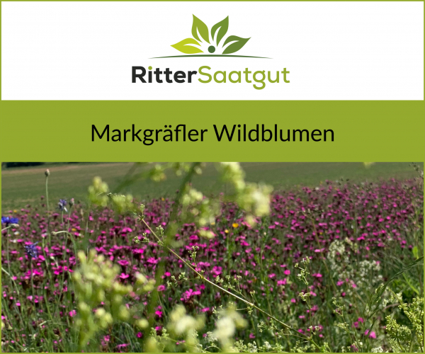 Markgräfler Wildblumen