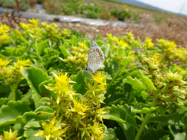 Sedumsprossen zur Dachbegrünung