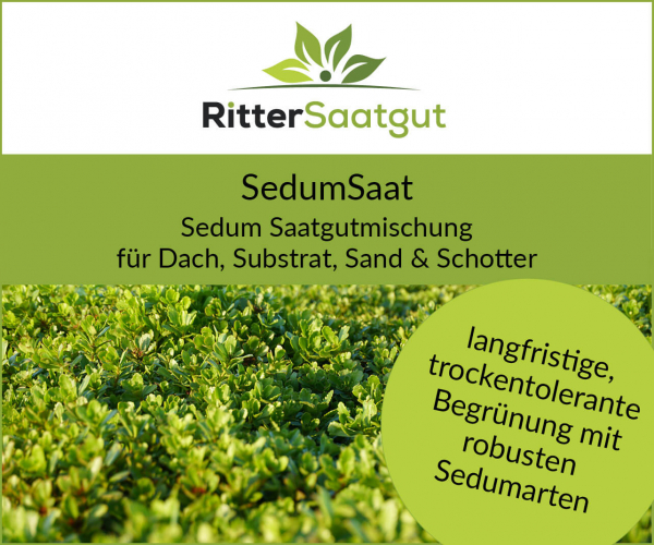 SedumSaat | Sedum Saatgutmischung