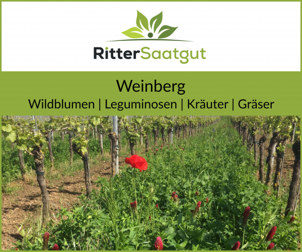 Weinberg | Wildblumen, Leguminosen, Kräuter und Gräser