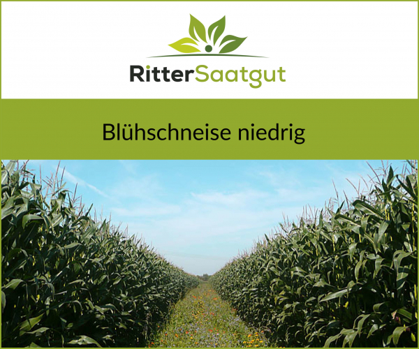 Blühschneise niedrig