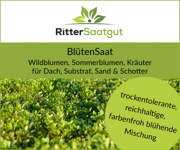 BlütenSaat | Für Dach, Substrat, Sand & Schotter