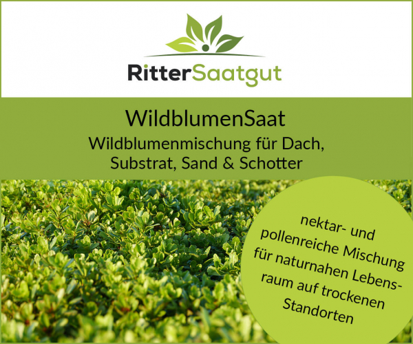 WildblumenSaat | Für Dach, Substrat, Sand & Schotter