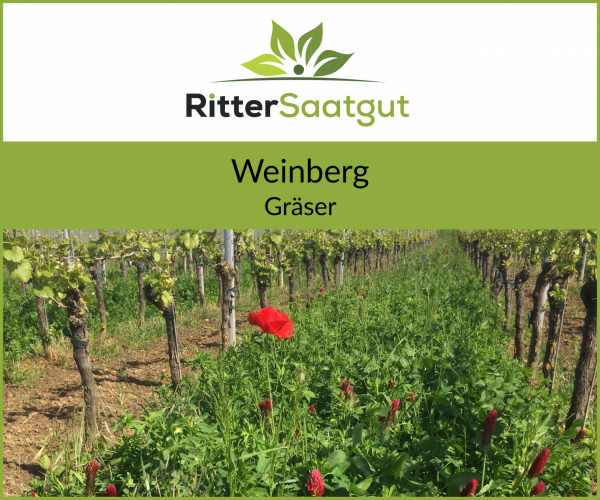 Weinberg | Gräser
