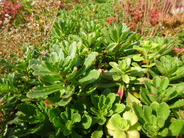 Sedumsprossen zur Dachbegrünung