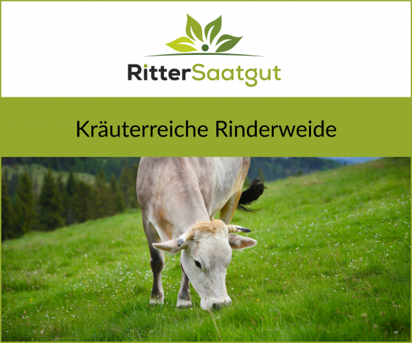 Kräuterreiche Rinderweide